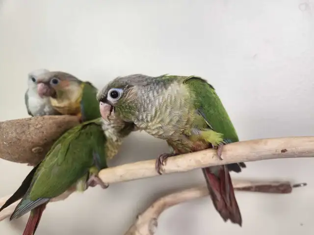 Baby Cinnamon Green Cheek Conures