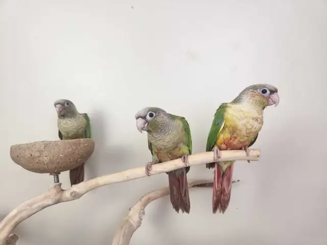 Baby Cinnamon Green Cheek Conures - Photo 2