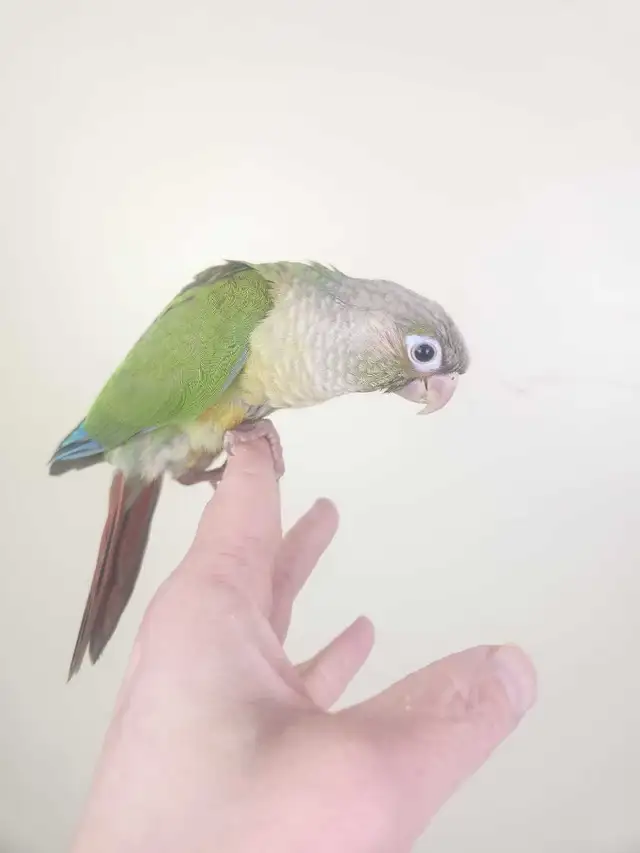 Baby Cinnamon Green Cheek Conures - Photo 3