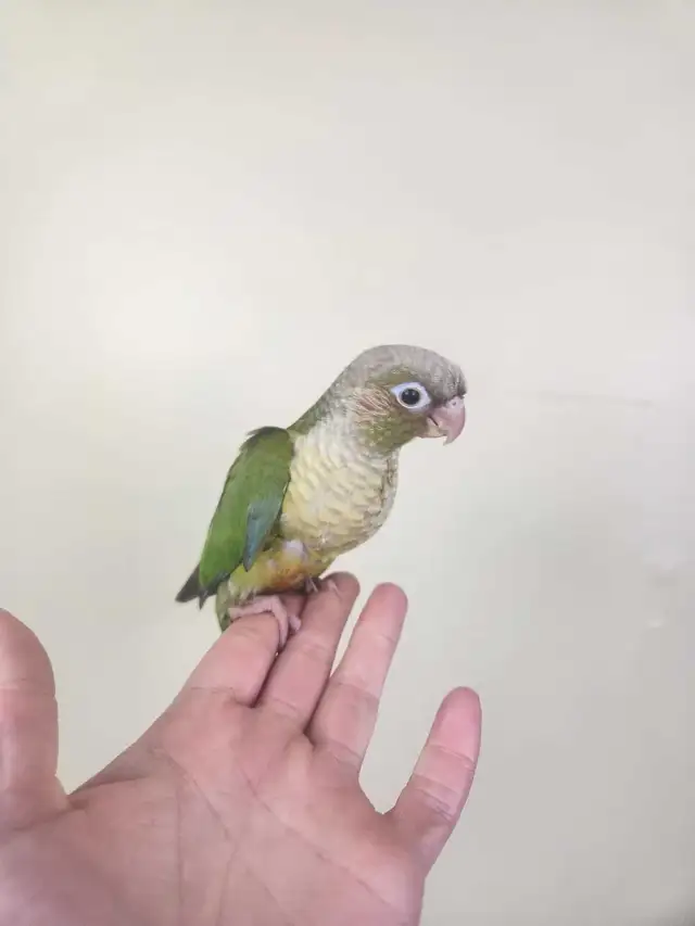 Baby Cinnamon Green Cheek Conures - Photo 4
