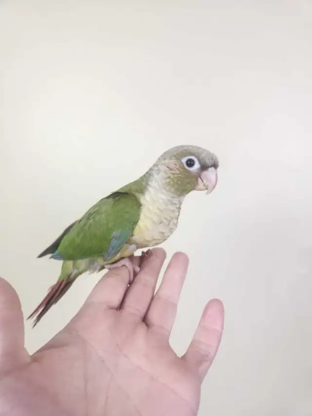 Baby Cinnamon Green Cheek Conures - Photo 5