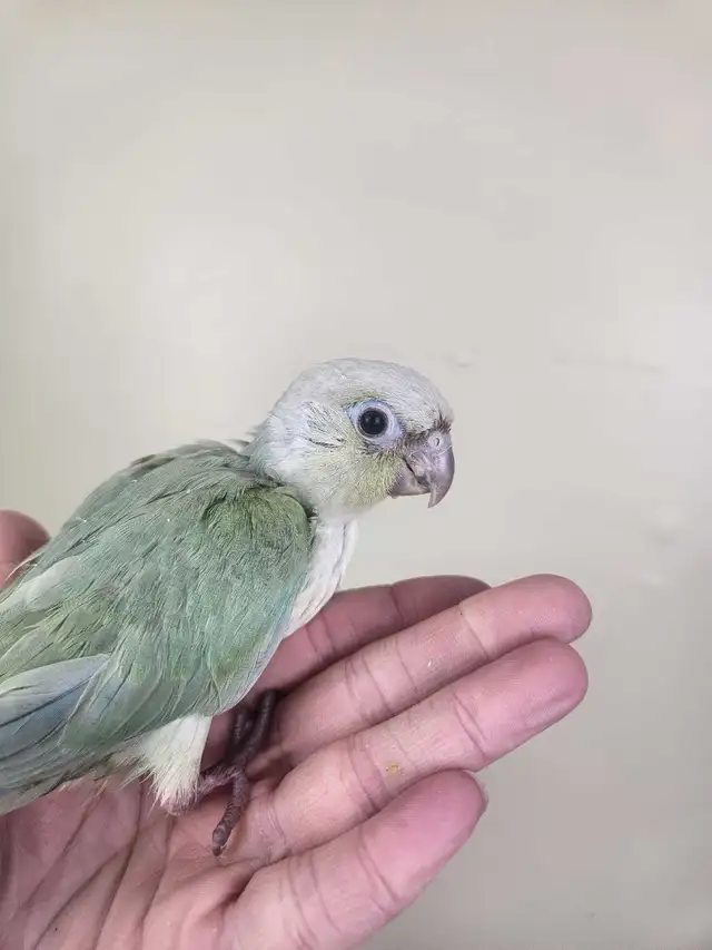 Mint Baby Green Cheek Conure