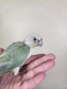 Mint Baby Green Cheek Conure