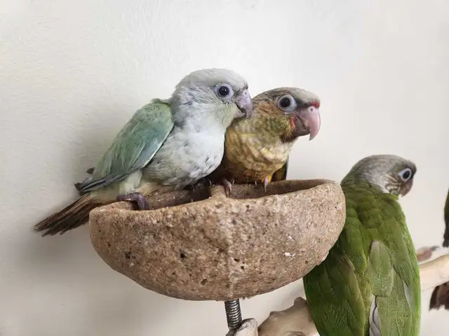 Mint Baby Green Cheek Conure - Photo 2