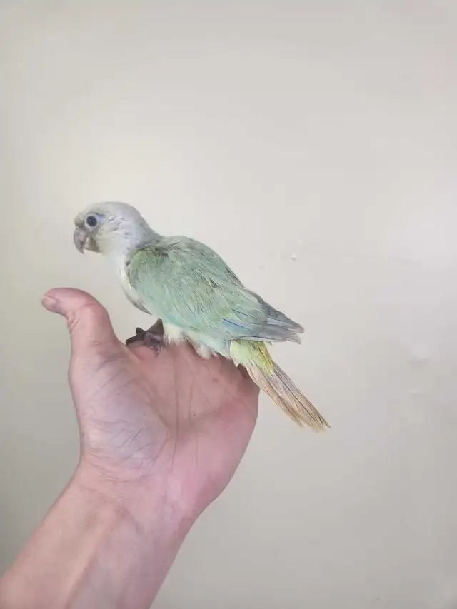 Mint Baby Green Cheek Conure - Photo 3