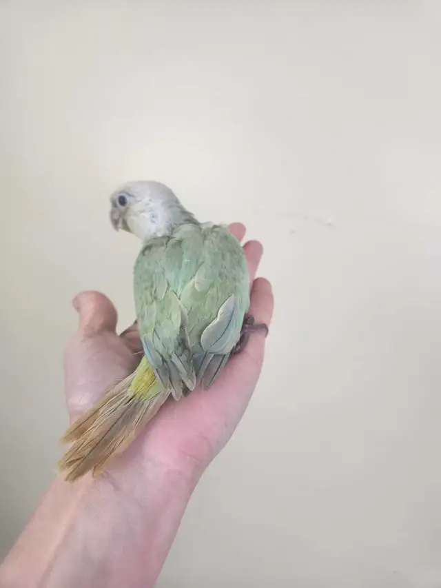 Mint Baby Green Cheek Conure - Photo 4