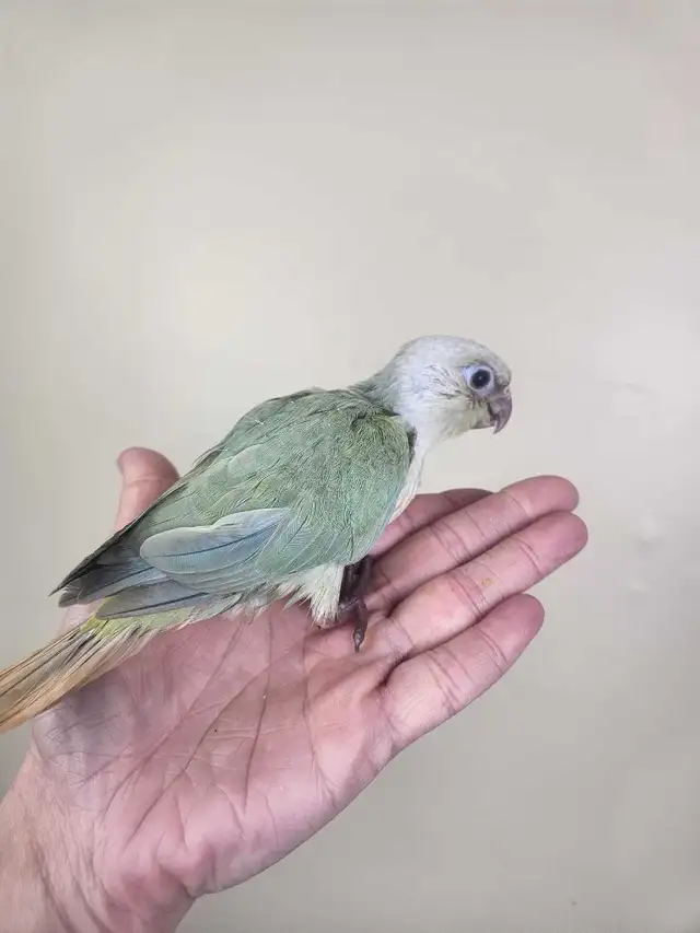 Mint Baby Green Cheek Conure - Photo 5
