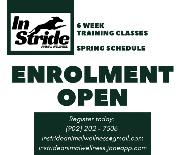 Dog Training - Group Classes