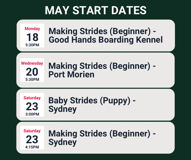 Dog Training - Group Classes - Photo 2