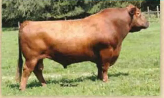 Ai - Red Angus Bulls