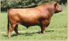 Ai - Red Angus Bulls