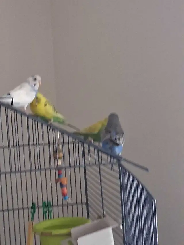 2 Parakeets with Cage & Accesories - Photo 3