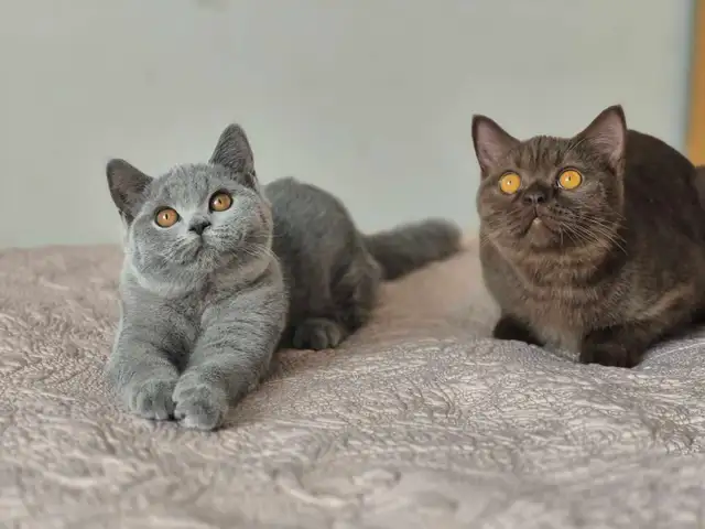 British Shorthair kittens, pure race, CCA