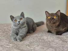 British Shorthair kittens, pure race, CCA