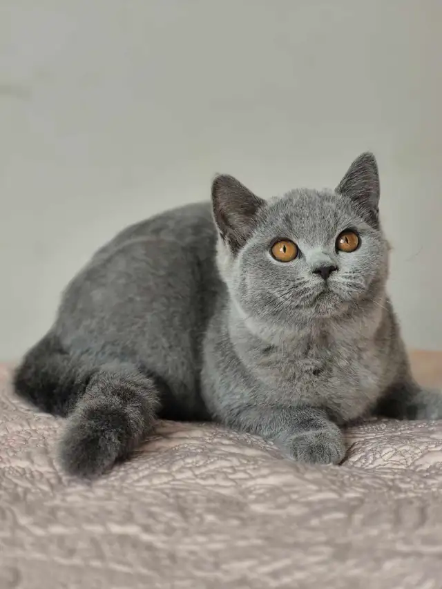 British Shorthair kittens, pure race, CCA - Photo 2
