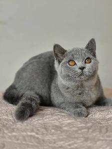 British Shorthair kittens, pure race, CCA - Photo 2