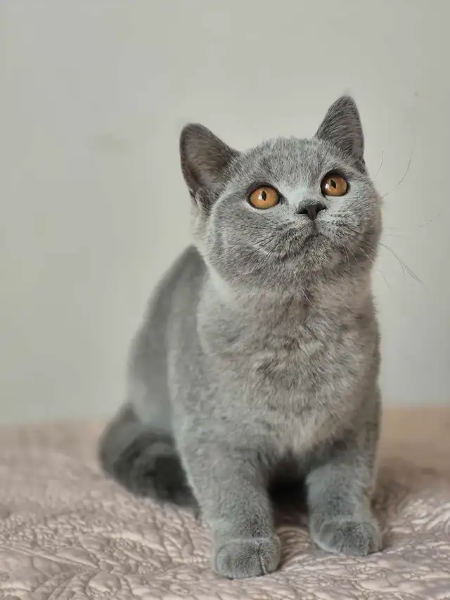 British Shorthair kittens, pure race, CCA - Photo 3