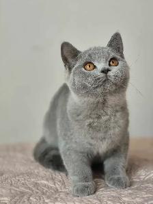 British Shorthair kittens, pure race, CCA - Photo 3