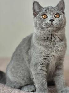 British Shorthair kittens, pure race, CCA - Photo 4