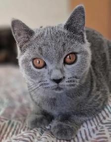 British Shorthair kittens, pure race, CCA - Photo 5