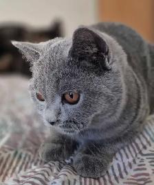 British Shorthair kittens, pure race, CCA - Photo 6