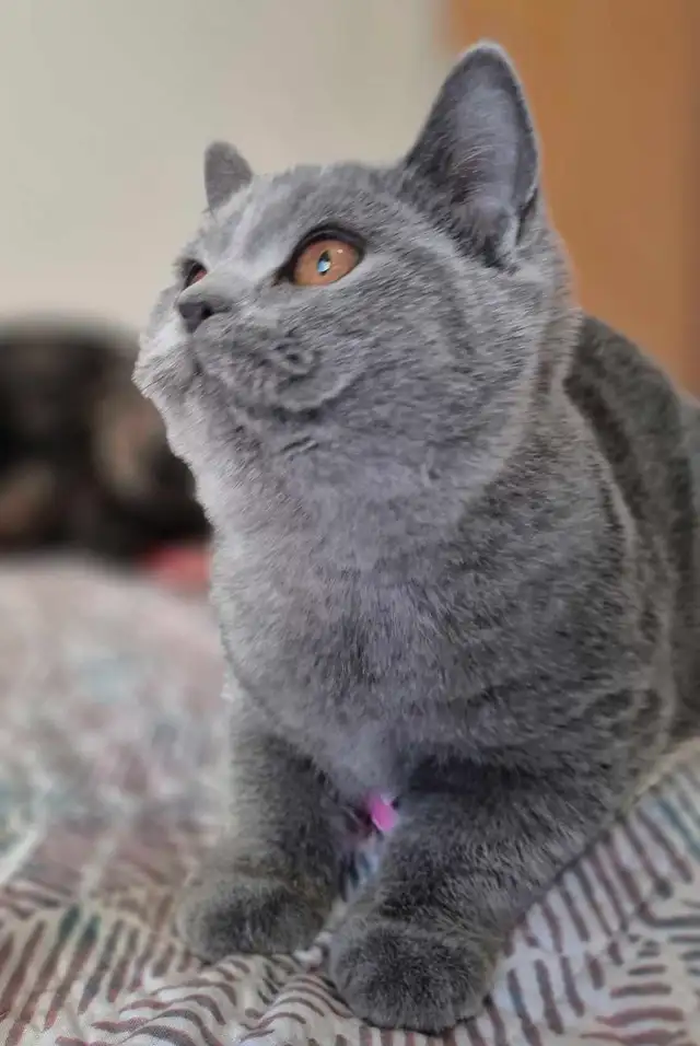 British Shorthair kittens, pure race, CCA - Photo 7