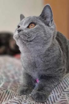 British Shorthair kittens, pure race, CCA - Photo 7