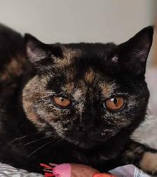 British Shorthair kittens, pure race, CCA - Photo 8