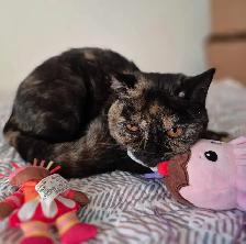 British Shorthair kittens, pure race, CCA - Photo 9