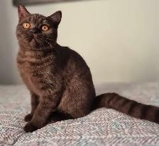 British Shorthair kittens, pure race, CCA - Photo 10