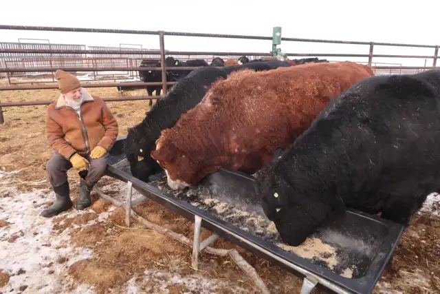 Long yearling/2 year old bulls