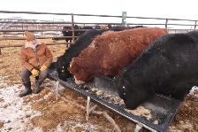 Long yearling/2 year old bulls