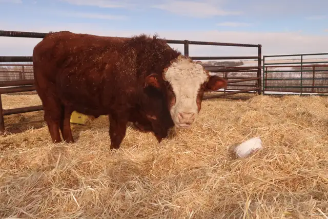 Long yearling/2 year old bulls - Photo 3