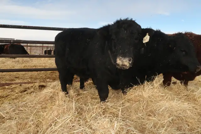Long yearling/2 year old bulls - Photo 5