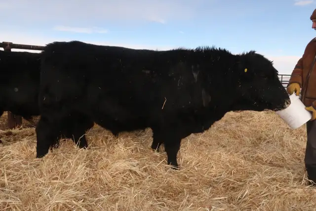 Long yearling/2 year old bulls - Photo 6