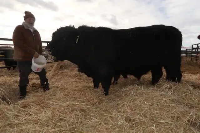 Long yearling/2 year old bulls - Photo 7