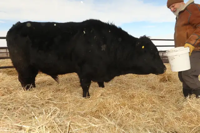 Long yearling/2 year old bulls - Photo 10