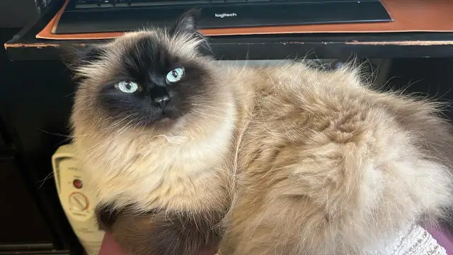 Pet Boarding/ Catsitting at Lowest Rates