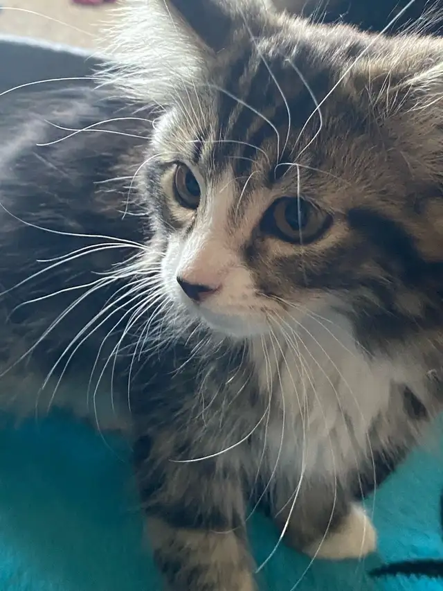 Pet Boarding/ Catsitting at Lowest Rates - Photo 3