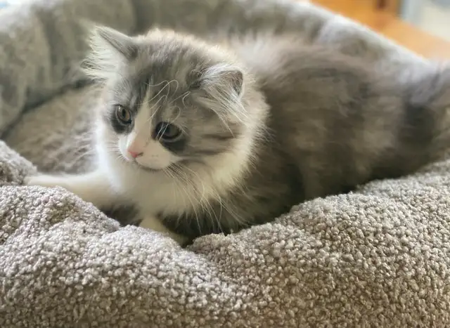 Pet Boarding/ Catsitting at Lowest Rates - Photo 4