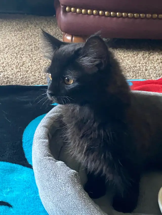 Pet Boarding/ Catsitting at Lowest Rates - Photo 5