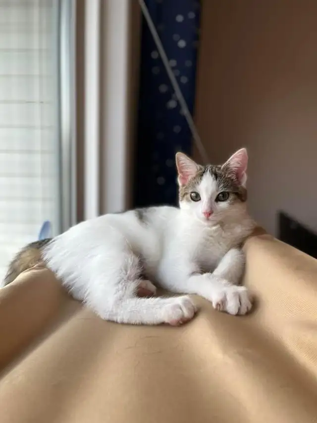 Pet Boarding/ Catsitting at Lowest Rates - Photo 6