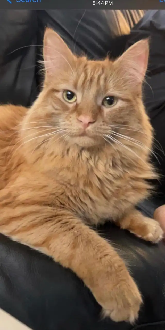 Pet Boarding/ Catsitting at Lowest Rates - Photo 8