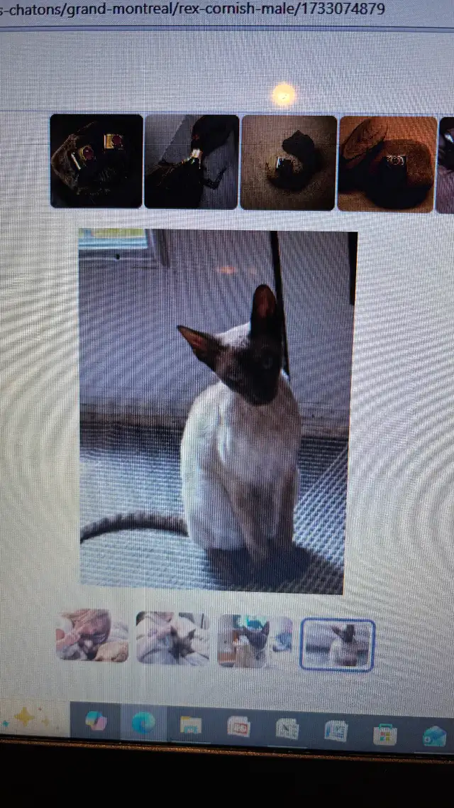 Chat Rex Cornish - Photo 2