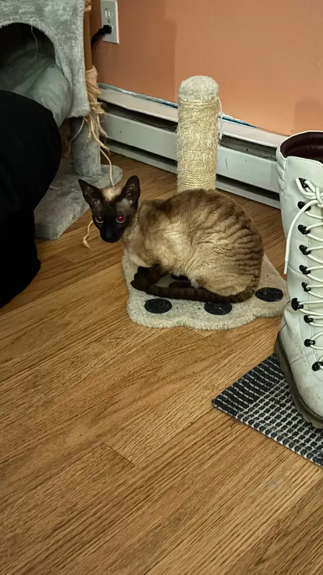 Chat Rex Cornish - Photo 3