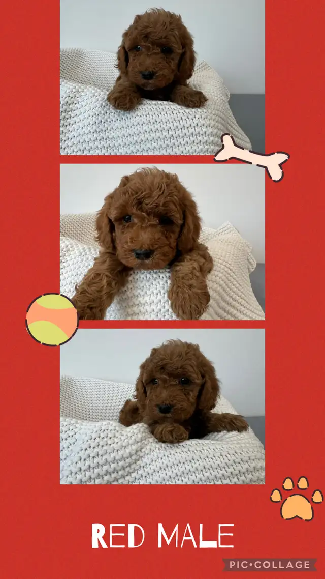 Adorable Cockapoo Puppies for Sale