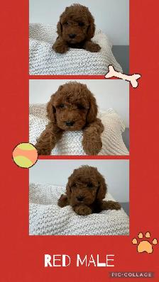 Adorable Cockapoo Puppies for Sale