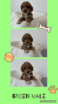 Adorable Cockapoo Puppies for Sale - Photo 2