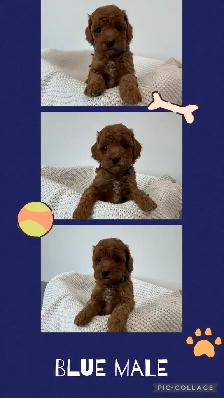 Adorable Cockapoo Puppies for Sale - Photo 3