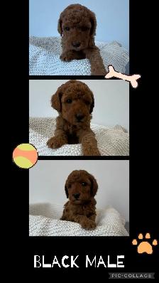 Adorable Cockapoo Puppies for Sale - Photo 4